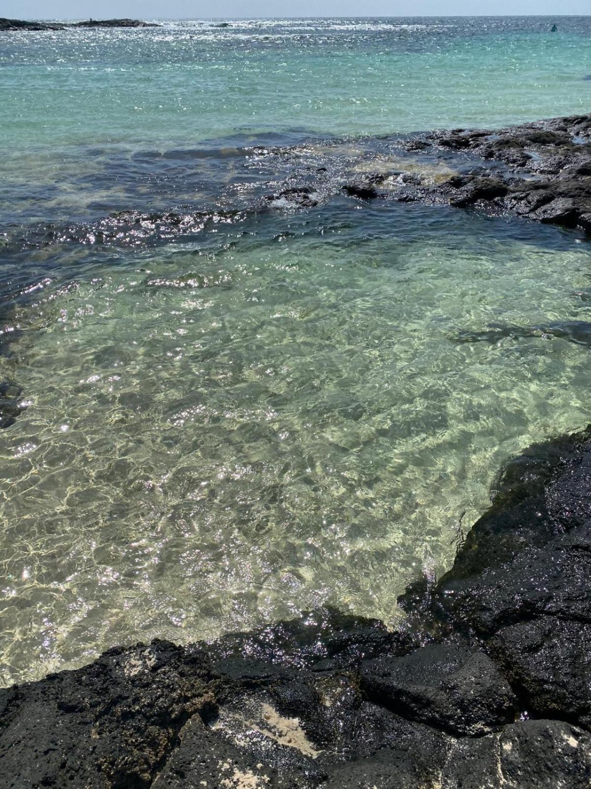 Cotillo المظهر الخارجي الصورة