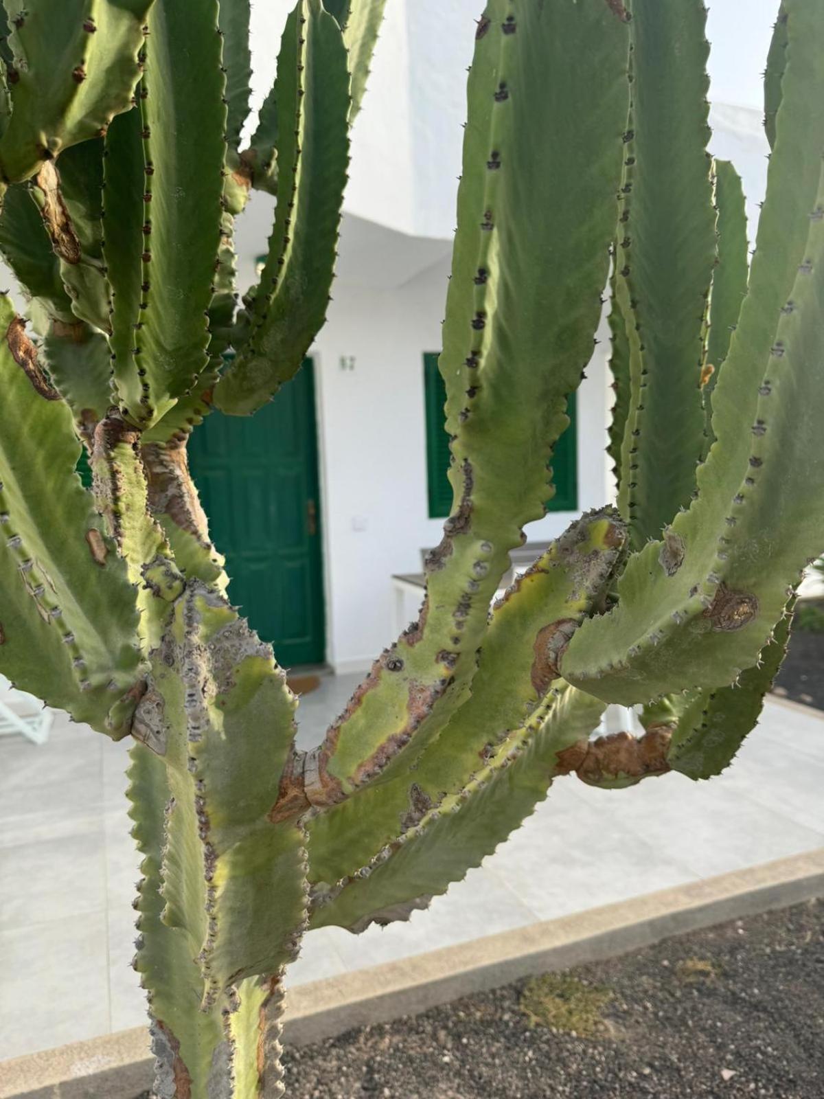 Cotillo المظهر الخارجي الصورة